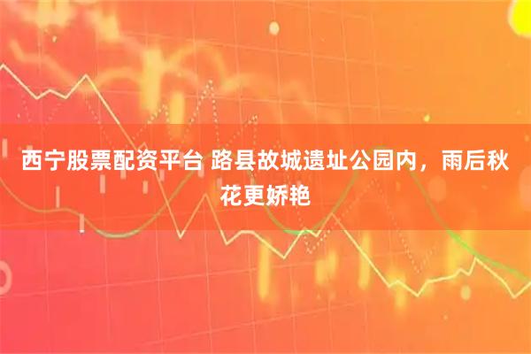 西宁股票配资平台 路县故城遗址公园内，雨后秋花更娇艳